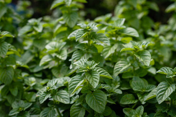 natural mint plant mentha in herbarium orchard cordoba argentina
