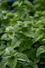 natural mint plant mentha in herbarium orchard cordoba argentina