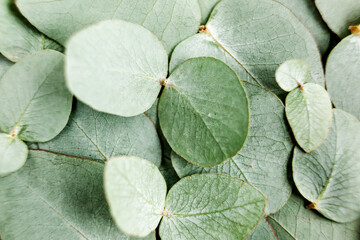 Background/Texture made of green eucalyptus leaves. Flat lay, top view © K.Decor
