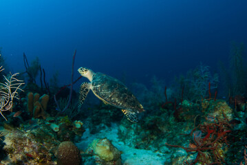 Naklejka na ściany i meble A hawksbill turtle on the reef in Grand Cayman. This guy loves to eat sponge