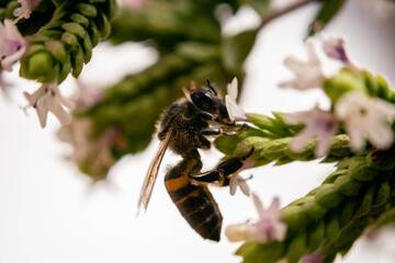 macro of bee pollenize oregano flower cordoba argentina