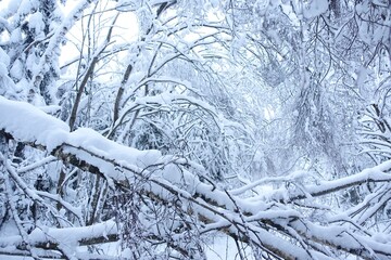 snow covered trees