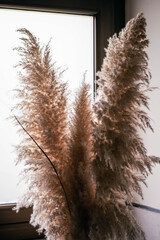 Pampas field grass duster called pampa grass in rods Corteria Sealana for decoration Cordoba Argentina