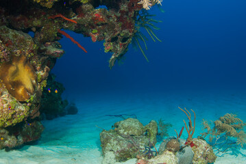 An overhanging section of reef over the sand