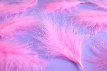 Pink feathers of a bird on a lilac background.