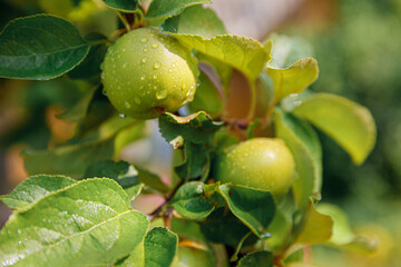 Perfect green apples growing on tree in organic apple orchard. Autumn fall view on country style garden. Healthy food vegan vegetarian baby dieting concept. Local garden produce clean food.