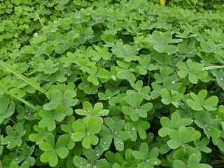 Fototapeta premium green leaves background