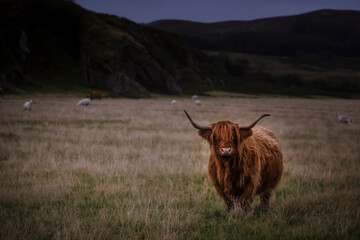 moody highland cow on Arran