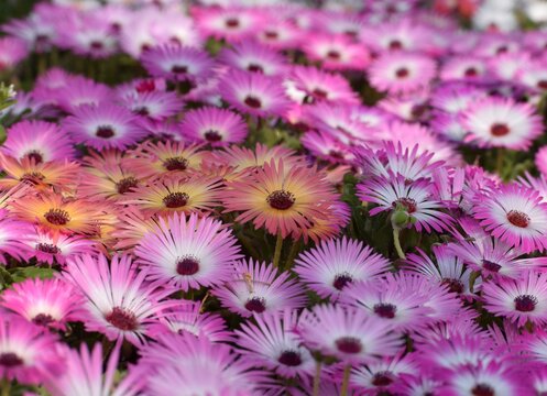 Livingstone daisy or ice plant or Cleretum bellidiforme  flowers wallpaper