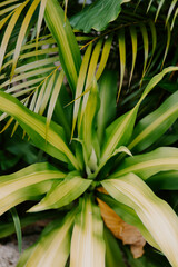 Tropical Leaves
