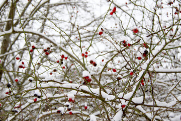 red rosehip berries covered in snow