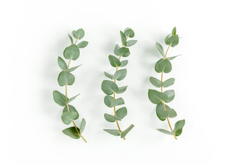 Green leaves eucalyptus isolated on white background. Flat lay, top view.