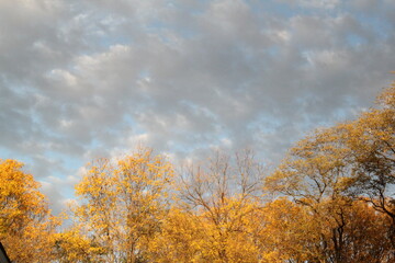 Fototapeta premium country autumn 