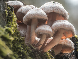 Blick unter die Kappen von im Moos wachsenden Pilzen. Die Kappen leuchten orange im Licht.