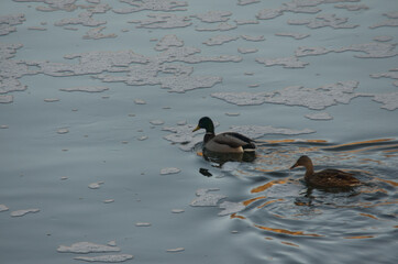 A Mallard Couple in Foamy Waters