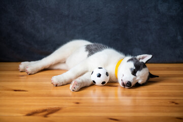 A small white dog puppy breed siberian husky with beautiful blue eyes lays on wooden floor with ball toy. Dogs and pets photography