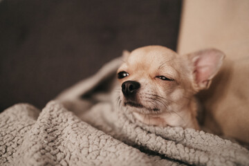 Closeup portrait of small funny beige mini chihuahua dog in grey blanket, puppy, blurred background