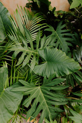 Tropical Plants