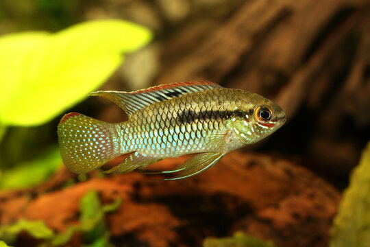 Dwarf Cichlid Flag Acara Aquarium Fish Laetacara curviceps