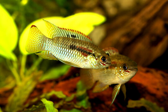 Dwarf Cichlid Flag Acara Aquarium Fish Laetacara curviceps