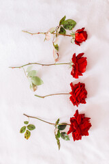 Natural red roses on a long stem with green leaves isolated on white snow background