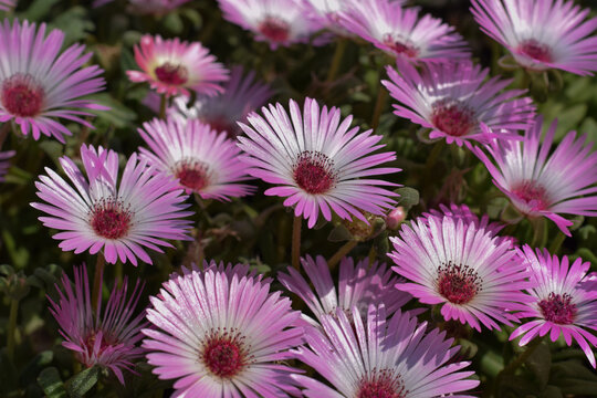 Pink Livingstone daisy or Cleretum bellidiforme in full bloom