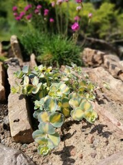 tricolor Sedum sieboldii mediovariegatum and  Daisy blooming with red round small flowers on a garden Alpine hill.Flower desktop wallpaper