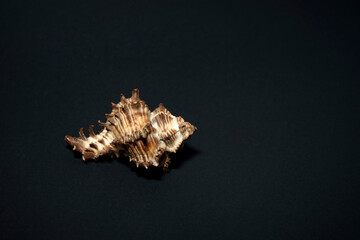 Large sea shell of gastropods on a black background.