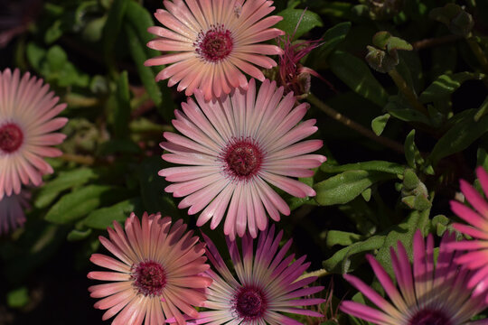 Livingstone Daisy flowers