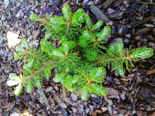 small abies with new spring vegetation top view on mulched bed. Coniferous plants in the garden