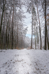 Polski las zimą