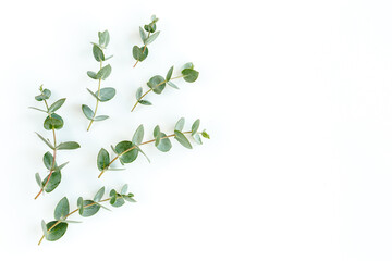 Green leaves eucalyptus isolated on white background. Flat lay, top view.