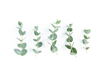Fototapeta na wymiar Green leaves eucalyptus isolated on white background. Flat lay, top view.