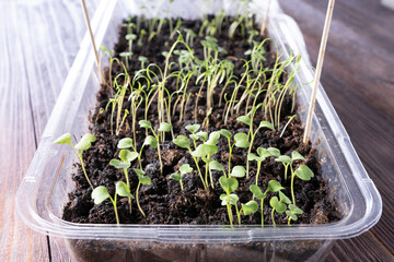arugula sprouts in the ground close-up, selective focus, concept of healthy food and proper nutrition, arugula seedlings in a plastic container on a wooden table, growing greenery