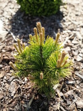 small Pinus mugo Winter Gold seedling with new spring vegetation on a mulched bed next to garden flowers and conifers on a sunny summer day. flower wallpaper