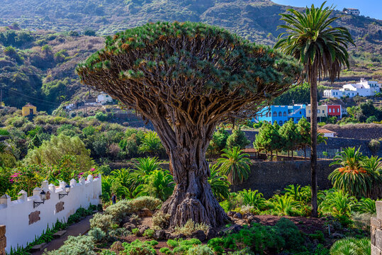 Canary Islands dragon tree or drago. The ancient specimen at Icod de los Vinos, Tenerife. Spain