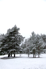 beautiful winter pine tree forest