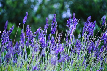 Field of purple wild lavender branches
