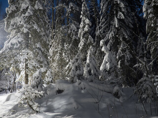 Illuminated winter forest at night