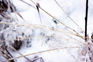 snow covered branches