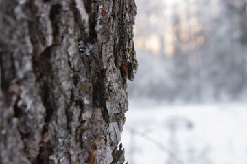 trunk of a tree