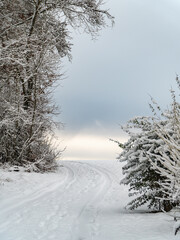 Verschneiter Wald im Sonnenuntergang
