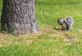 squirrel eating a fruit next to a tree