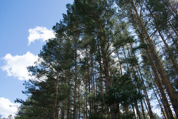 pine trees in the woods