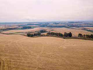 Obraz premium Drone aerial view of beautiful farm field cultivated with soybean in rural area of Paraná state, Brazil, on fog summer day. Concept of agriculture, farming, ecology, food, work, economy, industry.