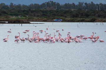 Naklejka premium group of pink flamingos in the pond