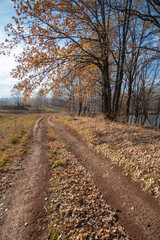 Fototapeta premium A winding path covered with yellow leaves in the autumn forest. The evening sun illuminates the sparse foliage of the trees. An old hedge to one side of the trail.