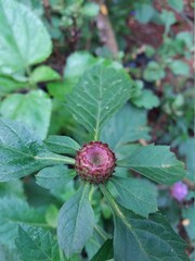 red and green leaves