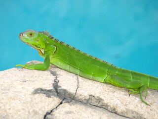 Iguana on the rocks