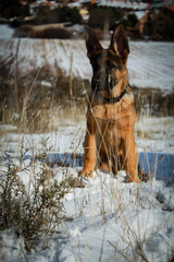 german shepherd dog in snow 